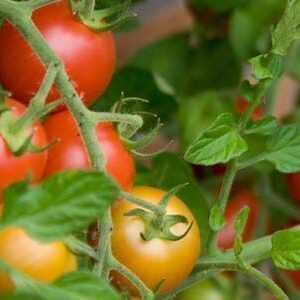 Estrategia para el manejo integrado del cultivo de jitomate